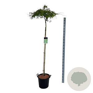 Acer pal. 'Dissectum' 160 cm stam 30L