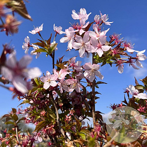 Prunus kurilensis 'Ruby' 40-50 cm 5,0L