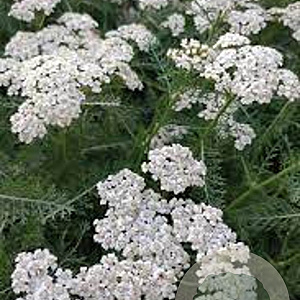 Achillea m. New Vintage White GM P9