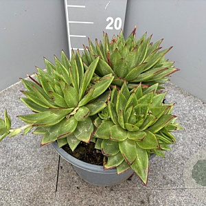 Echeveria agavoides GM 9L