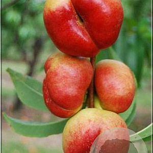 Prunus p. 'Flateryna' 150-200 cm wortelgoed