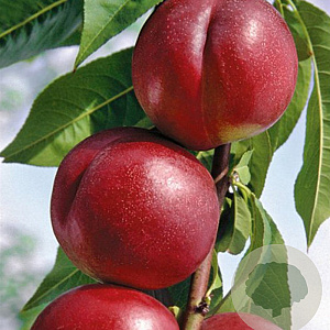 Prunus p. 'Harco' 150-200 cm wortelgoed
