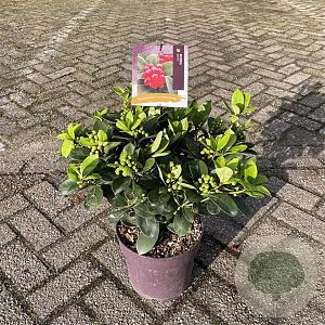 Skimmia japonica 30-40 cm 5,0L met bes