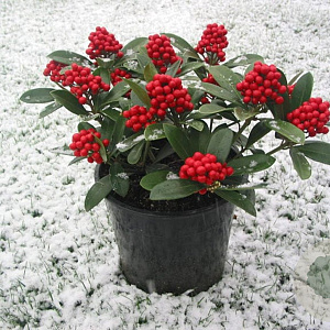 Skimmia j. 'Temptation' 30-40 cm 5,0L met bes