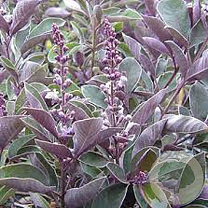 Vitex trifolia 'Purpurea' 50-60 cm 13L