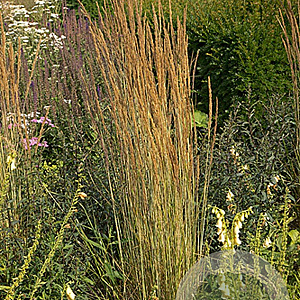 Calamagrostis acut. 'Avalanche' GM P9