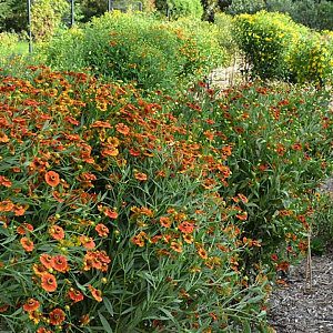 Helenium 'Chelsey' GM P9
