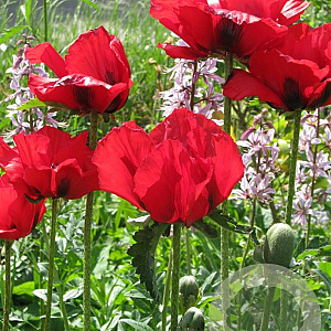 Papaver bracteatum GM P9