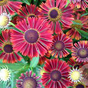 Helenium 'Siesta' GM P9