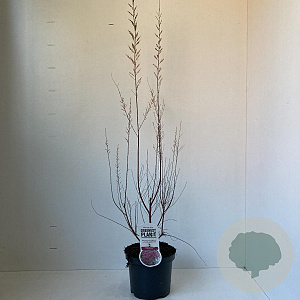Tamarix ramos. 'Pink Cascade' 30-40 cm 3,5L
