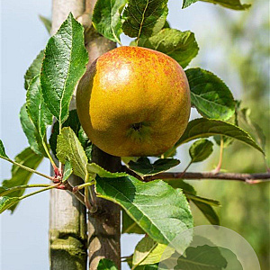 Malus d. 'Melrose' 6-8 HO wortelgoed