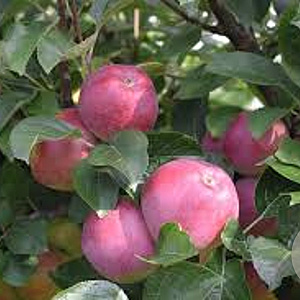 Malus d. 'Spartan' 8-10 HO wortelgoed