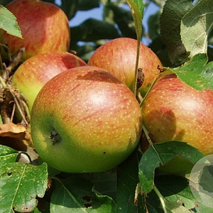 Malus d. 'Champagnezoet' 6-8 HO wortelgoed