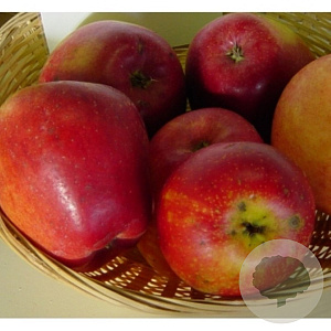 Malus d. 'Koningszuur' halfstam wortelgoed