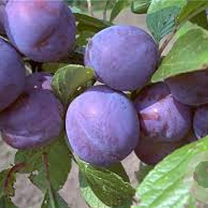 Prunus d. 'Wangenh. Frühzwetsche' 8-10 HO wortelgoed