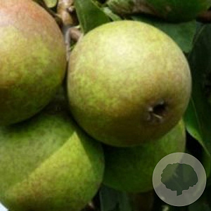 Pyrus c. 'Welleman' 6-8 HO wortelgoed