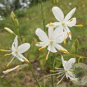 Anthericum ramosum GM P9
