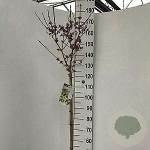 Callicarpa bod. 'Autumn Glory' 120 cm stam 10L