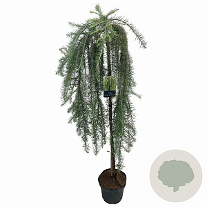 Larix kaempf. 'Stiff Weeper' 120 cm stam 7,5L