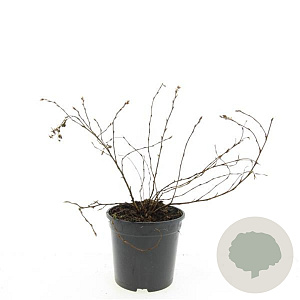 Potentilla f. 'Elizabeth' GM 1.5