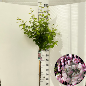 Prunus triloba 125 cm stam 7,5L