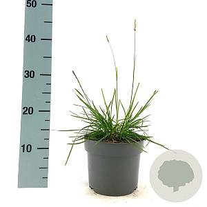 Sesleria 'Greenlee' GM 2,0L