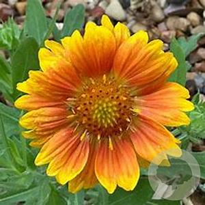 Gaillardia 'Peach' GM  P11