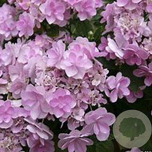 Hydrangea macrophylla 'You & Me Forever' 40-50 cm 10L