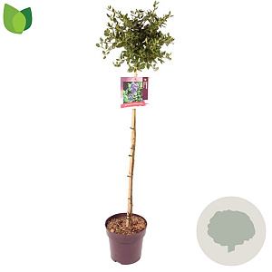 Ceanothus griseus 'Yankee Point' 90 cm stam 10L