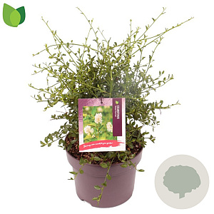 Ceanothus 'Snow Flurries' 25-30 cm 5,0L