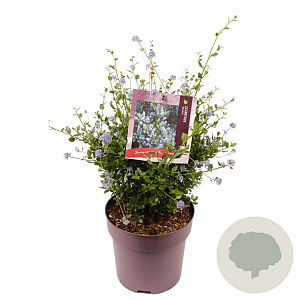 Ceanothus thyr. 'Skylark' 30 cm 10L