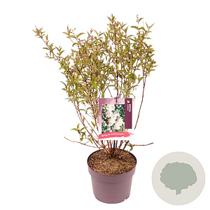 Deutzia lemoinei 40-50 cm 3,0L