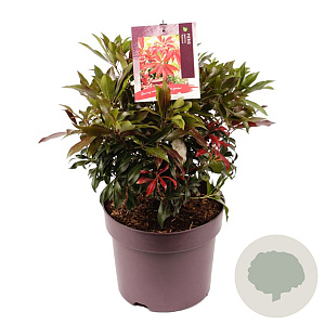 Pieris jap. 'Katsura' 30-35 cm 7,5L