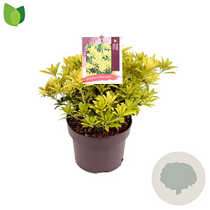 Pieris jap. 'Sinfonia' 25-30 cm 5,0L