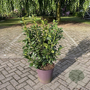 Prunus l. 'Antonius' 90-100 cm 20L