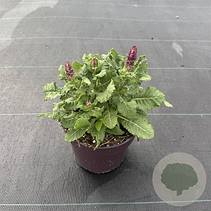 Salvia nem. Sensation Deep Blue 30-40 cm 2,0L