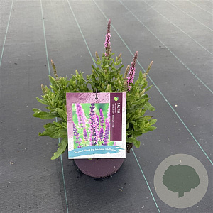 Salvia nem. Sensation Medium Pink GM C5