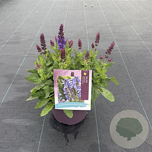 Salvia sylv. Blue Marvel GM C5