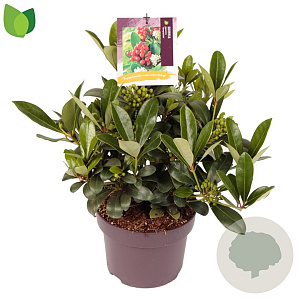Skimmia j. 'Temptation' 30-40 cm 5,0L met bes