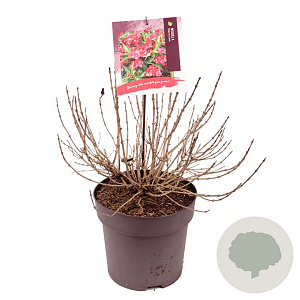 Weigela Cherry Love 30-35 cm 10L