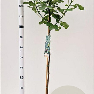 Ficus car. 'Brown Turkey' 90 cm stam 7,5L