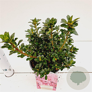 Rhododendron (AJ) 'Anne Frank' 20-30 cm 2,5L