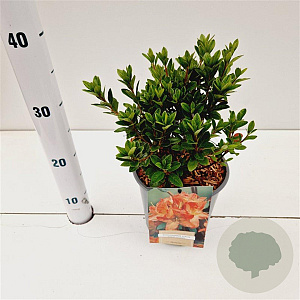 Rhododendron (AJ) Geisha Orange 20-30 cm 2,5L