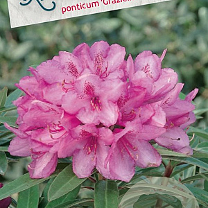 Rhododendron ponticum 'Graziella' 60-70 cm 20L