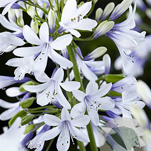Agapanthus Twister GM P9