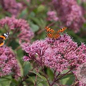 Eupatorium mac. 'Glutball' GM  P11