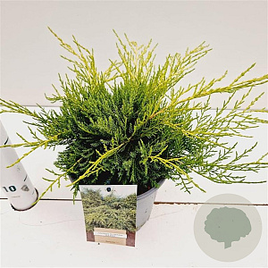 Juniperus pf. 'Old Gold' 20-30 cm 2,5L
