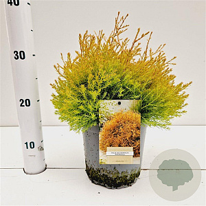 Thuja occ. 'Rheingold' 20-30 cm 2,5L