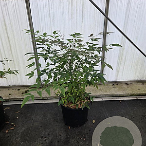 Nandina domestica 80-100 cm 12L kegel
