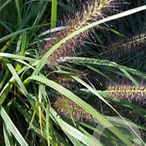Pennisetum al. 'Black Beauty' GM P9